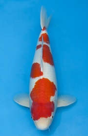 13-紅白-70cm-母-2012年產(外場魚)-(2016億來錦鯉)