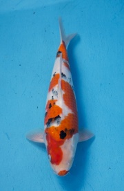 17-楓林養魚場-大正-36CM