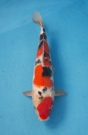 15-楓林養魚場-大正-37CM