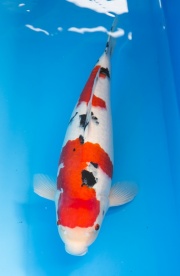 27-大正三色-55cm-母魚