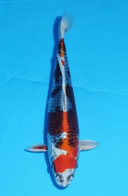 29-孔雀-33cm-不明-2015年產-(2016佳河錦鯉園拍賣會p-1)-1