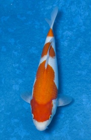 16-紅白-36cm-母魚-(寶源錦鯉養殖場)