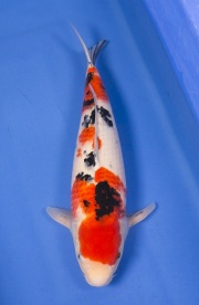 01-大正三色-48cm-母魚--(Ali-御三家錦鯉園)