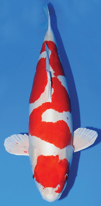 富士红白锦鲤图片